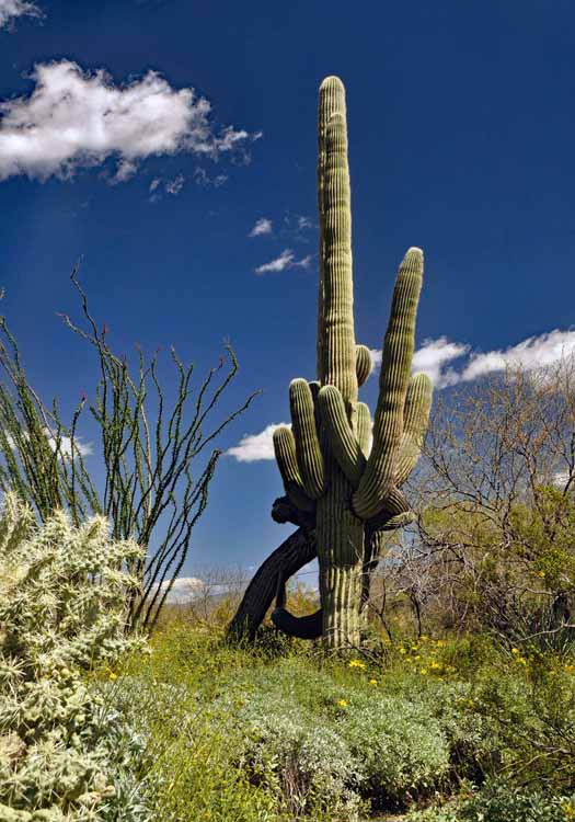 saguaro